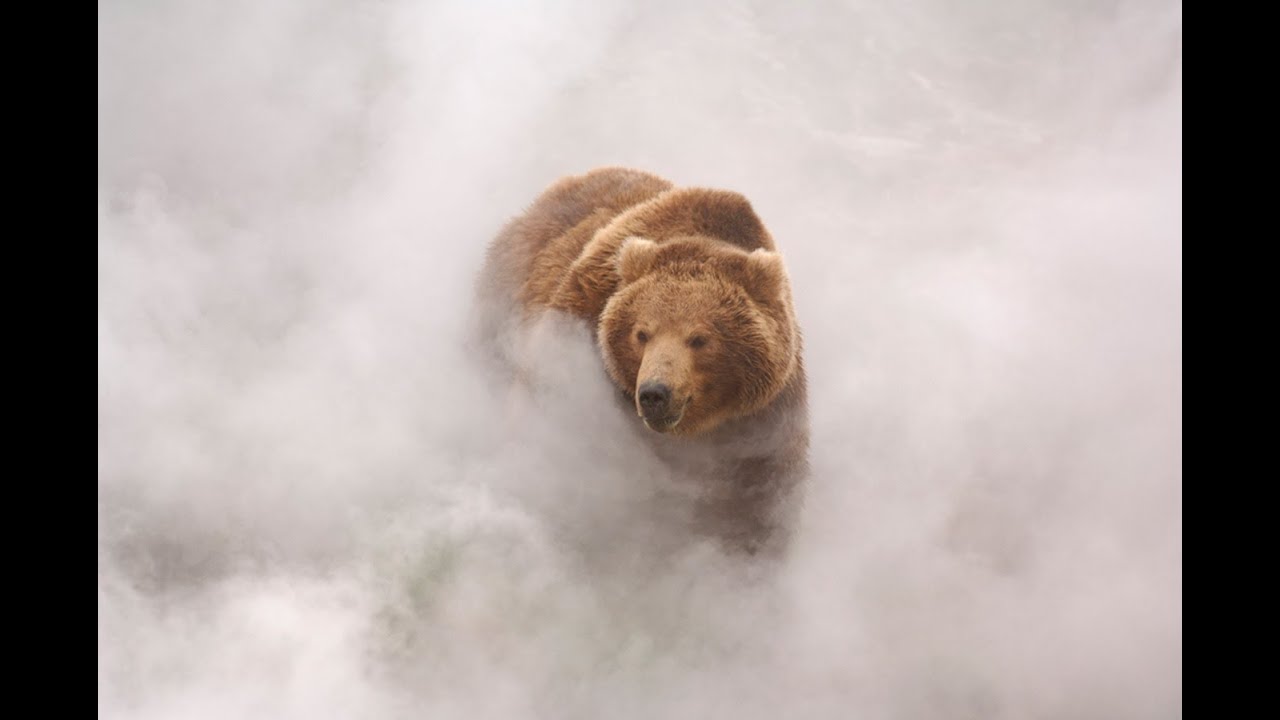 Land of the Bears trailer