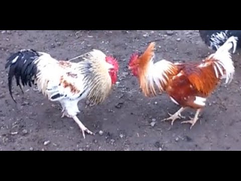 #Conflict Fierce For cocks,#صراع شرس للديوك