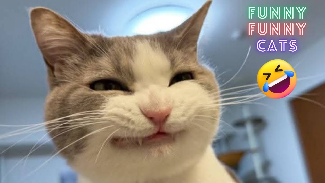 Cats Being Absolute Goofballs 🐾 | Funny & Cute Cat Reactions You’ll Love