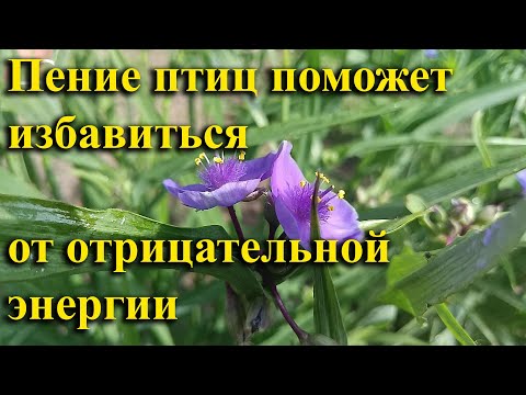 Видео: Негативные мысли могут только усилить ваше беспокойство.  #музыкадлясна