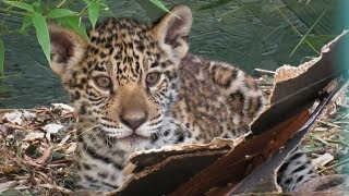 Paradise Wildlife Park Trip - (July 2017) - JAGUAR CUB
