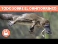 EL ORNITORRINCO 👀 ¡Conoce a este CURIOSO ANIMAL!