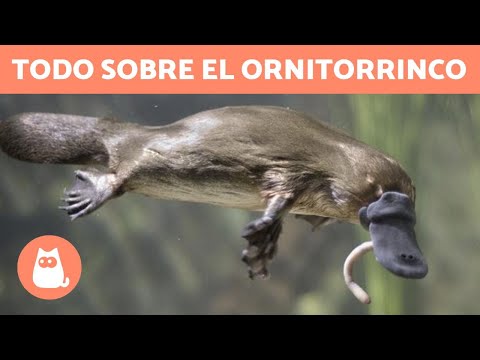 Video: Quien Es El Ornitorrinco