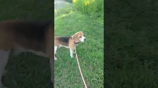 Walking your dog is an essential routine