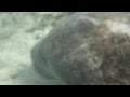 Manatees Lolling Then Fleeing...Spooked by Noises
