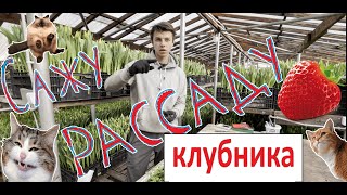 СТРИГУ КОРНИ КЛУБНИКЕ! Зачем? ПУТЬ  ДО вашей ГРЯДКИ