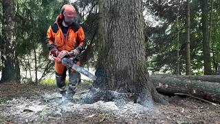 Chainsaw Husqvarna 560XP , THE BEST CHAINSAW, THE BEST VIDEO !!!