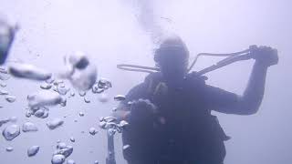 Rich marine life Catalina s - http tamarindodiving -online