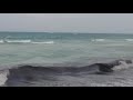 mermaid caught live on camera in diani beach!