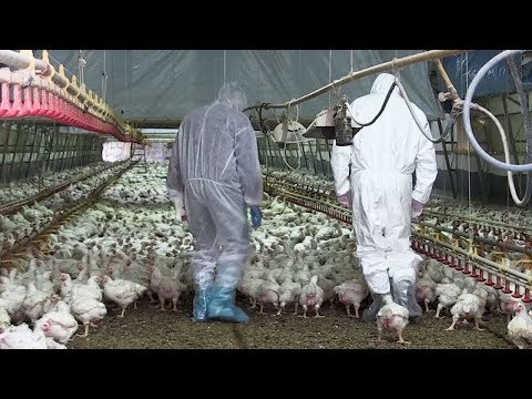 Video: Il Nuovo Virus Dell'influenza Aviaria Uccide I Cuccioli Di Foca, Secondo Uno Studio