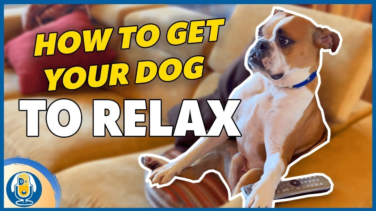 how to keep your dog entertained when home alone