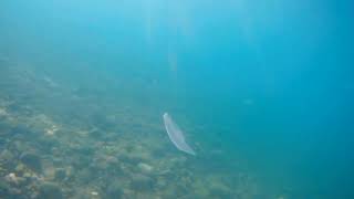 Чистое Прозрачное Чёрное Море У Берегов Абхазии. Медузы