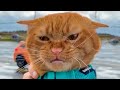 ПРИКОЛЫ С ЖИВОТНЫМИ ДО СЛЕЗ / Смешные КОТЫ 2021 / Приколы с КОТАМИ / Funny ANIMALS video #23