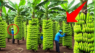 cách kiếm 2 TỈ 1 tháng nhờ vào CÁCH TRỒNG CHUỐI NÀY