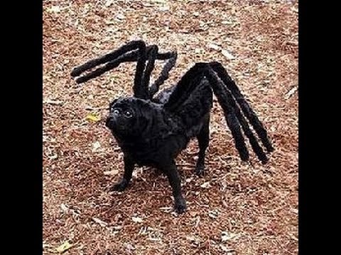 dog dressed as spider video