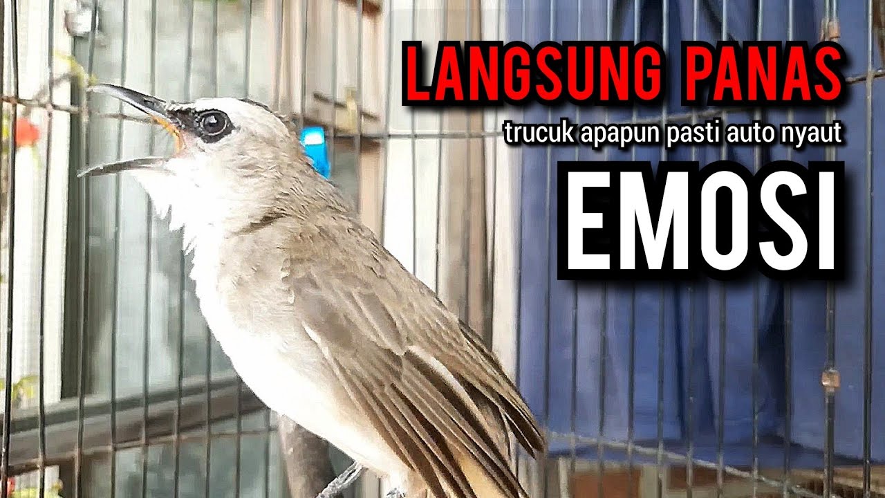 trucukan gacor TARUNG ROPEL PANJANG pancingan trucukan agar bunyi jadikan burung trucuk gacor NYAUT