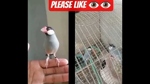 White Java Breeding | breeding progress | Java | #java #breeder #pair #chicks #parrot