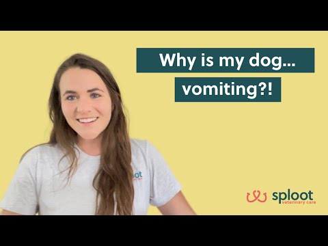 Video: Ask A Vet: Why Is My Dog Throwing Up?