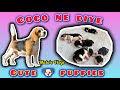 Coco ne diye cute puppies beagle trend malasvlogz