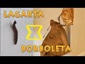 Morre a Lagarta, Nasce a Borboleta - Veja o processo completo da metamorfose neste vídeo.