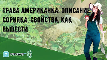 Трава американка: описание сорняка, свойства, как вывести