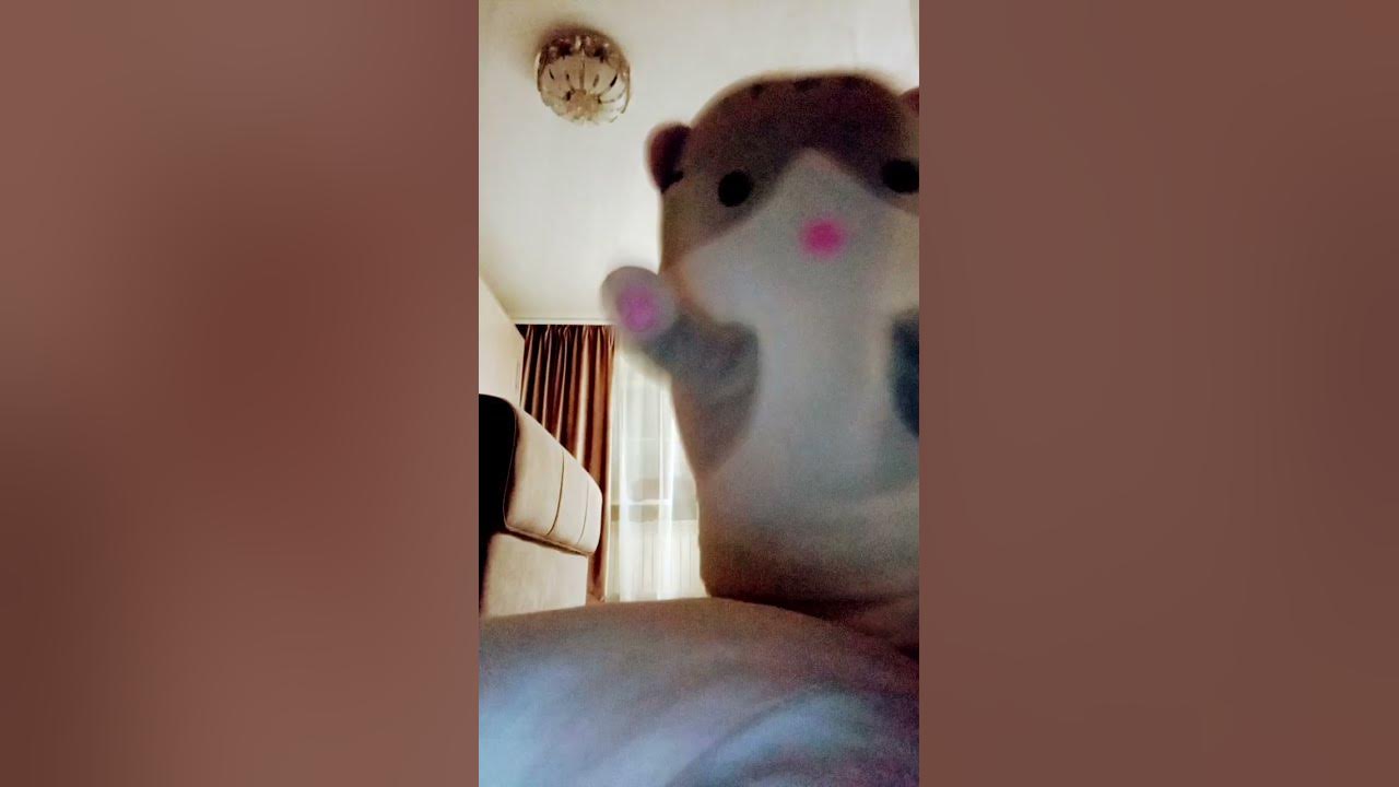 чипи чипи чапа чапа#кот#чипи#чапа - YouTube