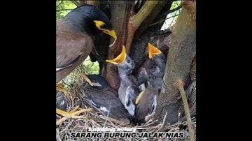 sarang burung jalak nias kandang aviary #burung #kicaumania #birds #aviary #kicaumanianusantara