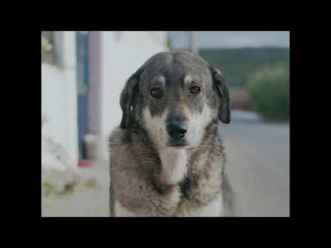 Βίντεο: Το Pup Crawl αυξάνει τα χρήματα και την ευαισθητοποίηση για τα καταφύγια ζώων