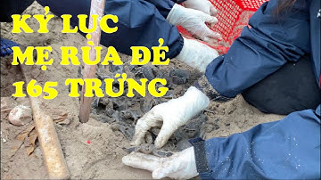 bảo tồn rùa biển Côn Đảo 3/4 | kỷ lục mẹ rùa đẻ 165 trứng | hòn Bảy Cạnh | IUCN