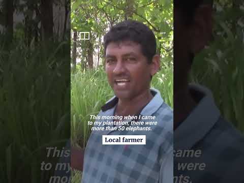 In a minute: sri lankan farmers protest after elephants destroy their crops #shorts