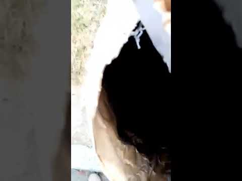Семена подсолнечника