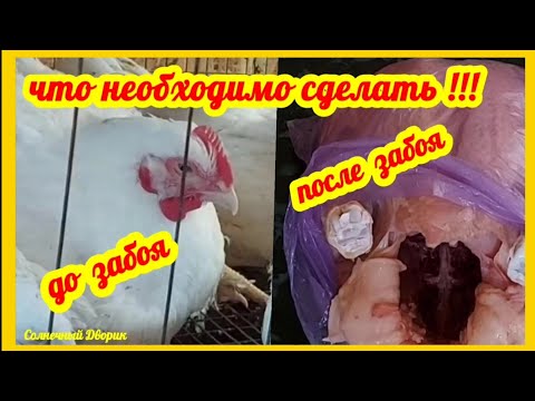 Забой бройлеров. Что я делаю чтобы мясо было чистое и вкусное. Как правильно забивать бройлера