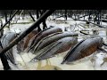 Very Lucky Fishing! Catching a lot of Snakehead Fish & Catfish in Muddy When Water Recede