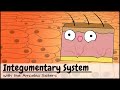 The Remarkable Functions of Skin and the Integumentary System