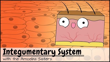 Integumentary System