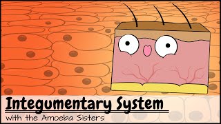 Integumentary System screenshot 4