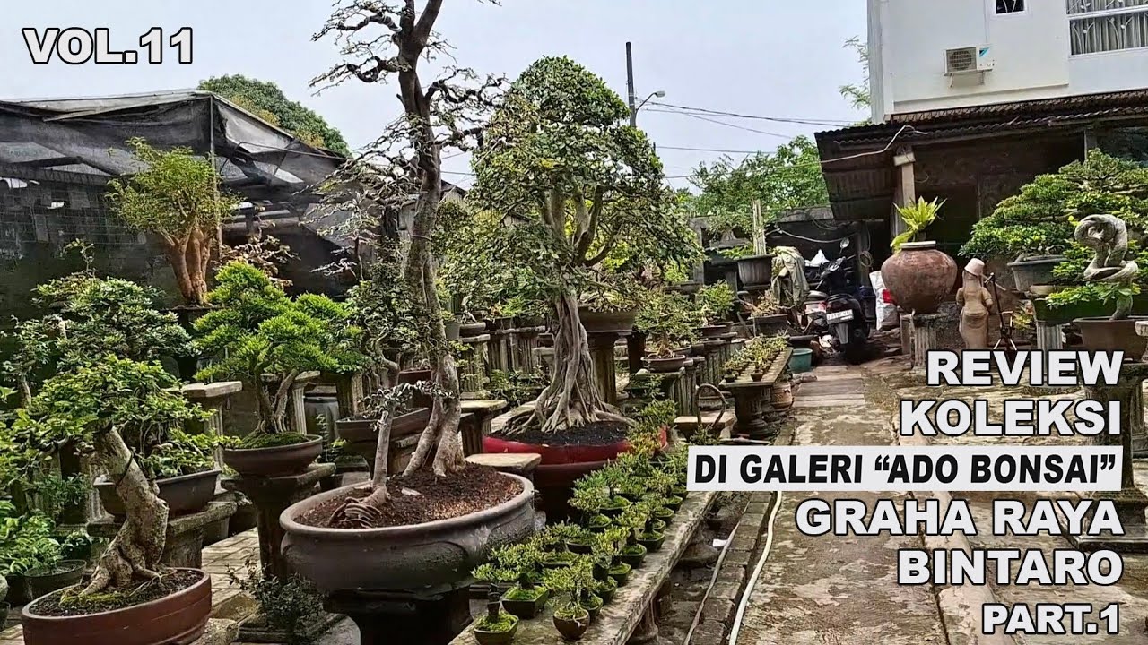 REVIEW KOLEKSI DI GALERI "ADO BONSAI" KAWASAN ELIT BINTARO PART.1 (BKKB VOL.11)