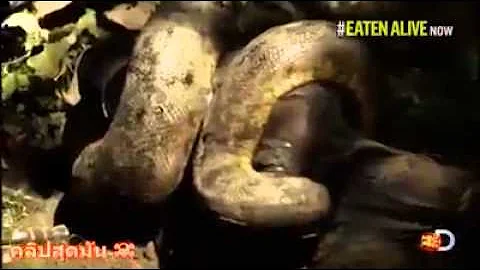 Anaconda vs Paul Rosolie,  Eaten Alive