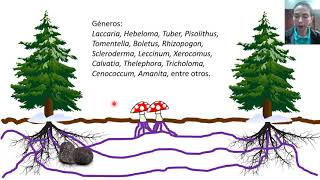 Micorrizas  Clases de microbiología agrícola