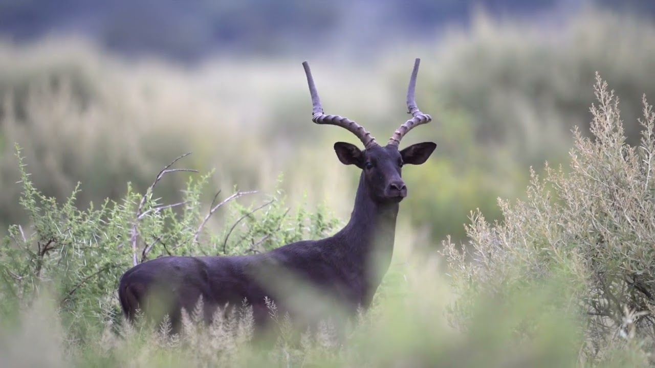 HP ROOIBOK   HD 720p