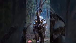An Elephant’s Rainy Day! Pure Joy Dancing in the Rain 🐘❤️ #shorts #shortsfeed #ytshorts
