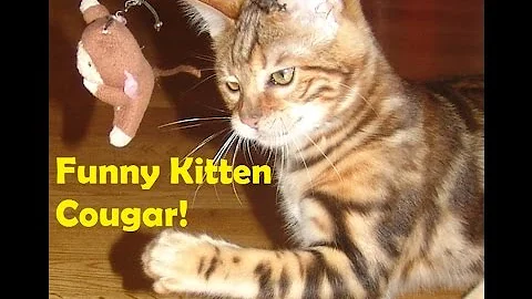 Video 597121: bengal kittens playing funny