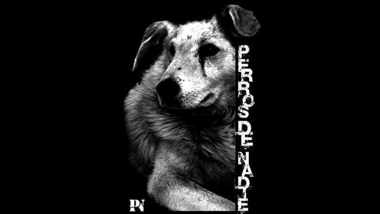 Perros de Nadie - Prohibido - YouTube