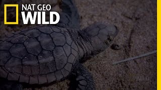 Baby Turtle Swimming Frenzy | Nat Geo Wild