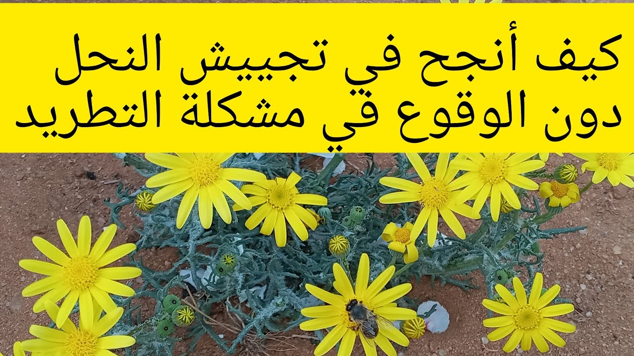 تجييش النحل مع تجنُّبِ التطريد