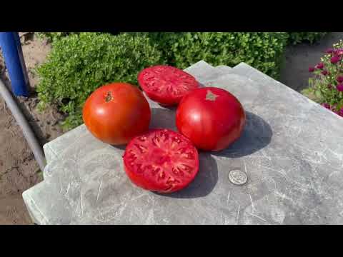Vídeo: Tomato 