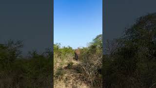 Elephant #elephant #elephants #elephantattack #elephantsong #elephantlove #nature #music #travel