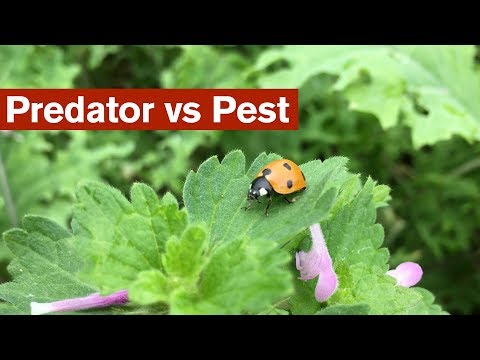 Predator vs Pest