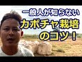 2019年11月24日　一般人が知らないカボチャ栽培のコツ！産地リレーで考える沖縄の農業