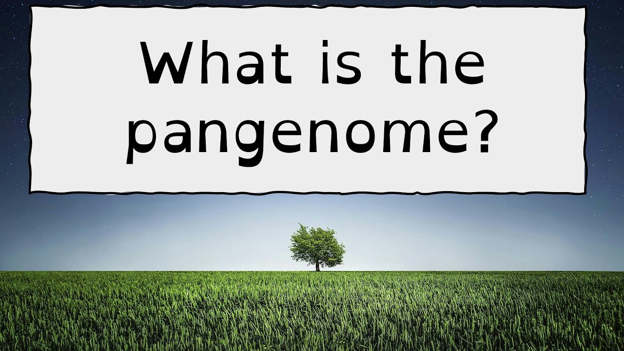 What is the pangenome? YouTube